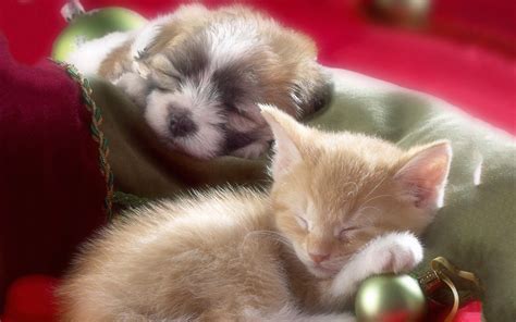 Cute Puppy And Kitten Wallpapers 58 Images