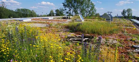Biodiverse Green Roofs Zinco Green Roof Systems Uk