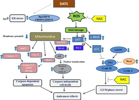 Mechanisms Of Dats Induced Cell Cycle Arrest And Apoptosis In Skin