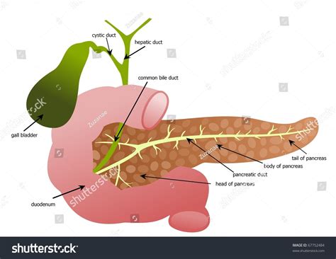 Pancreas Duodenum Gall Bladder With Royalty Free Stock Photo