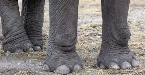 Do Elephants Have Toes Learn About The Elephants Foot