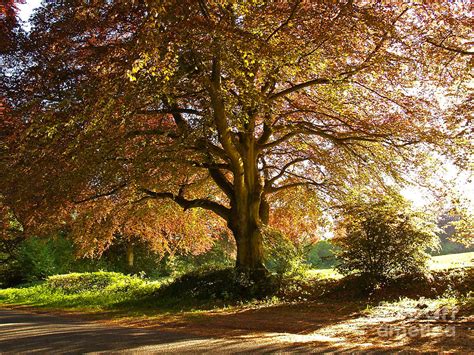 Copper Beech Tree In Rural Hampshire Photograph By Alex Cassels