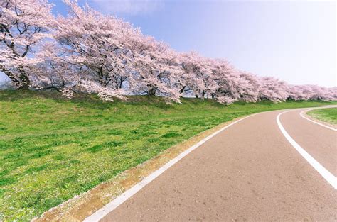 Cherry Blossom Tree Facts That You Definitely Never Knew