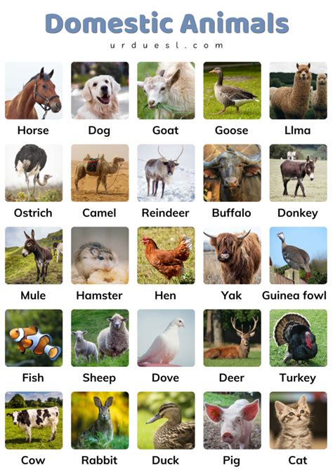 List Domestic Animals Names In English With Pictures And Pdf