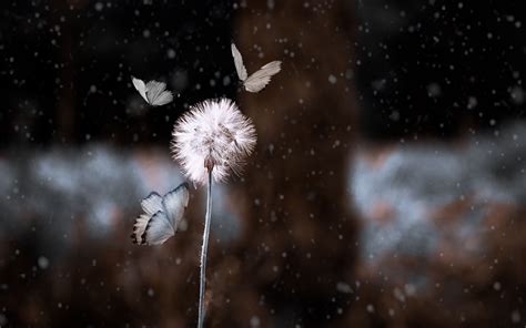 Download Wallpaper 3840x2400 Dandelion Butterflies Photoshop Blur