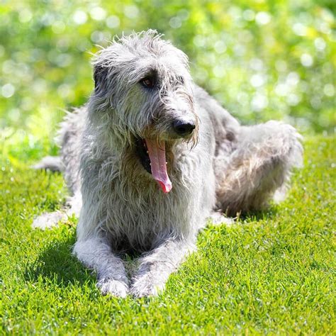 16 Pictures That Prove Irish Wolfhound Are Perfect Weirdos Page 3 Of