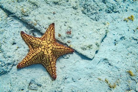 Echinoderms And Echinodermata Starfish And Sea Urchin Earth Life