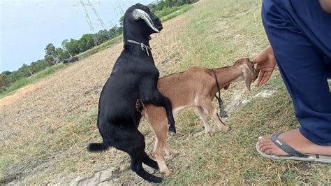 bakri sex goat sex बकरी की जिंदगी goat sex life youtube