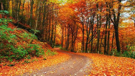 Road Turn Between Colorful Autumn Leaves Trees Forest Hd Autumn