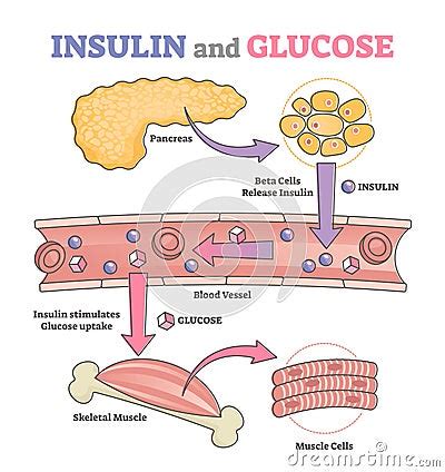 Insulin And Glucose Release Regulation Educational Scheme Outline Concept Cartoon Vector