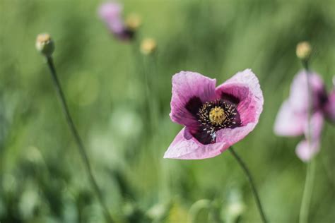 Free Images Nature Blossom Field Meadow Flower Petal Botany