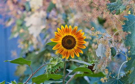 Download Wallpaper 3840x2400 Sunflower Flower Plant Macro 4k Ultra