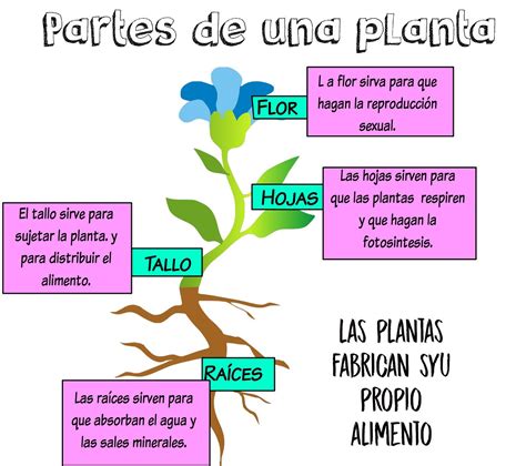 Partes De La Plantas