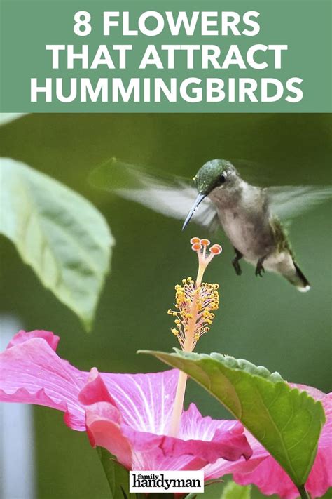 A Hummingbird Flying Over A Pink Flower With The Words 8 Flowers That