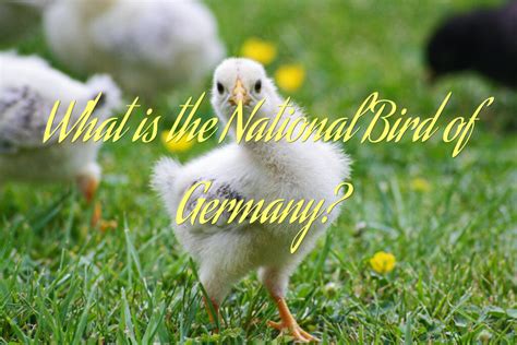 What Is The National Bird Of Germany