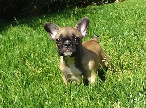 A french bulldog puppy that was stolen last week from an oceanside family, taken to escondido, sold to a resident of san bernardino county and then by clicking subscribe, you agree to share your email address with times of san diego to receive a free newsletter with the latest local news delivered at 8. Lovely AKC French Bulldog Puppy for Sale in San Diego for Sale in San Diego, California ...