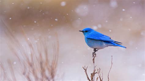 Bing Hd Wallpaper Mar 6 2020 Hello Harbinger Of Spring Bing