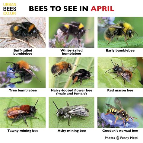 British Bees Identification Guide Fsc Bee Guide For Great Britain