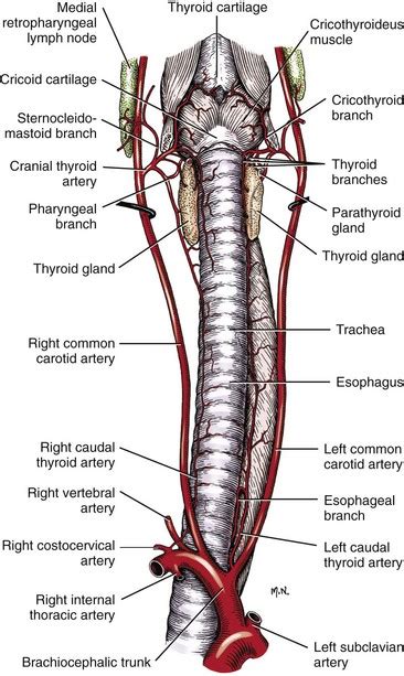Tracheal Cartilage Diagram