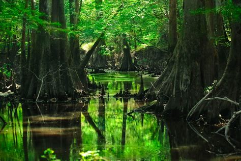 壁纸 阳光 树木 性质 反射 绿色 池塘 丛林 流 沼泽 雨林 湿地 河道 植被 河口 林地 栖息地 自然
