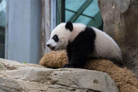 Panda Updates Monday April 10 Zoo Atlanta