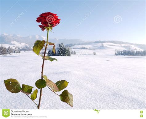 Beautiful Red Rose Snowy Landscape Stock Image Image Of Mountain