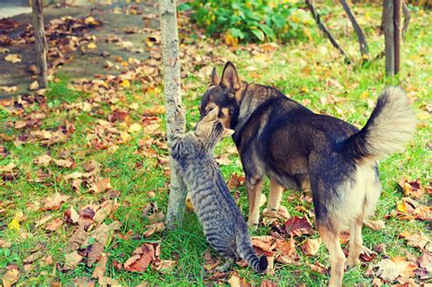 Dog And Cat Best Friends Walking Together Outdoor In A Garden In Autumn