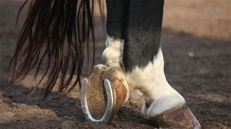 Зачем лошадям подковы и как они крепятся