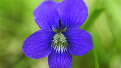 The state flower of new jersey was originally designated as such by a resolution of the legislature in 1913. POWER FLOWERS: NEW JERSEY STATE - VIOLET