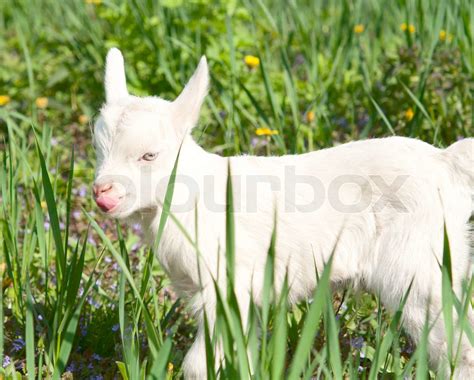 Little Goat In The Meadow Stock Image Colourbox