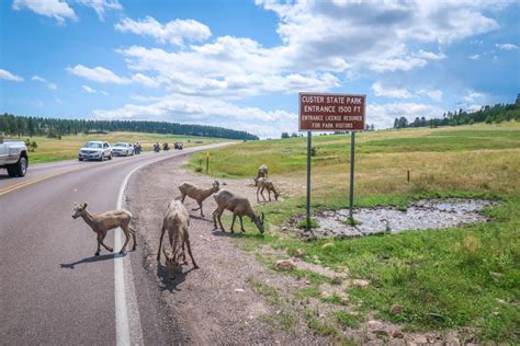 Custer State Park Wildlife Loop How To See Amazing Wildlife