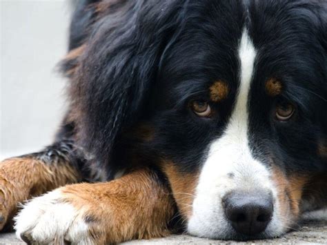 Wann hund einschläfern bei arthrose. Hund einschläfern: Ein sanfter Tod des geliebten Tieres