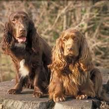 field spaniel pictures