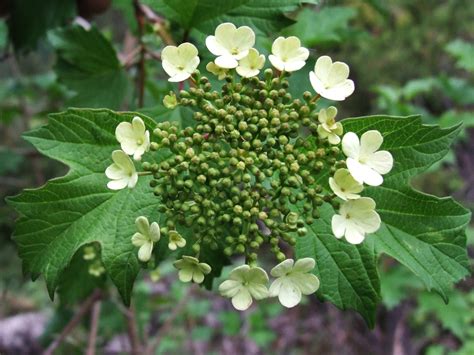 Viburnum Opulus Cranberry Bush Viburnum European Cranberry European