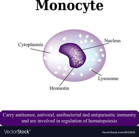 The Anatomical Structure Of Monocytes Blood Cells Vector Image