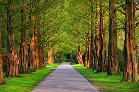 Tree Lined Road 4k Ultra Hd Wallpaper Background Image 5000x3337