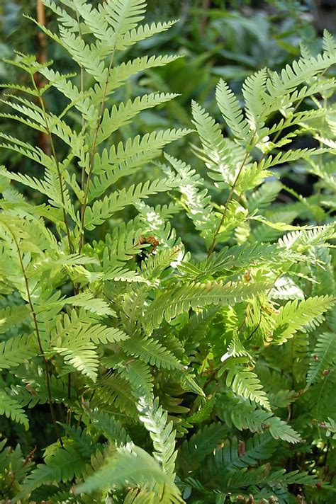 Brake Ferns Are Many And Versatile