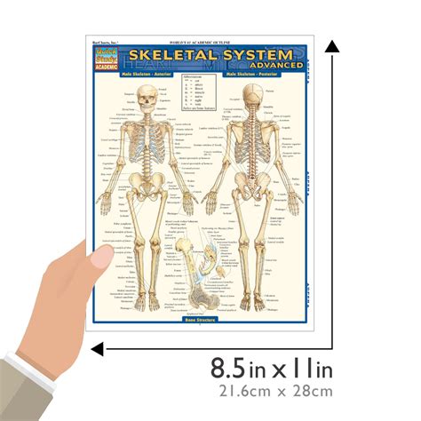 Quickstudy Skeletal System Advanced Laminated Study Guide 9781423215103