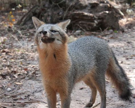 Grey Fox Habitat Where Do Grey Foxes Live Fox Habitat Fox Grey Fox