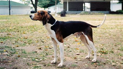 We did not find results for: Treeing walker coonhound puppies virginia