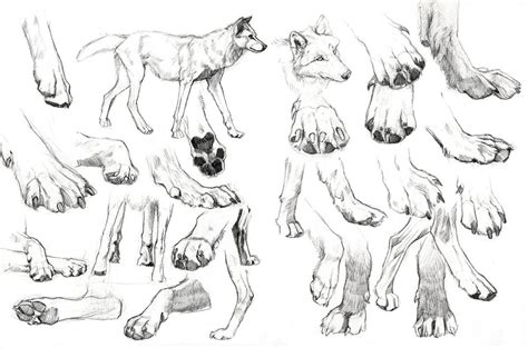 Wolf Paws Pic Drawing Drawing Skill