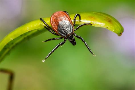Managing Antibiotic Side Effects For Lyme Disease Medshadow