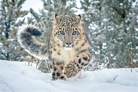 🏳️‍🌈☽ ☾🏳️‍🌈 On Twitter Snow Leopards Always Look Like A Plushie Toy