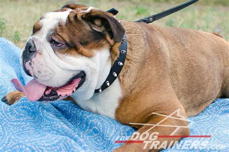 77 English Bulldog With Spiked Collar Photo Bleumoonproductions