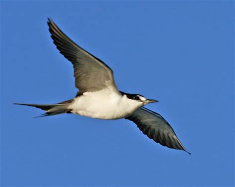 Sooty Tern Photos Birdspix