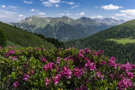Mountain Flowers On The Background Of The Peaks Dolomites Italy