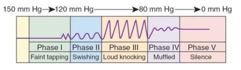 Korotkoff Sounds Five Phases 14 Download Scientific Diagram