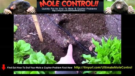 How To Get Rid Of Pest Lawn Moles Control Youtube