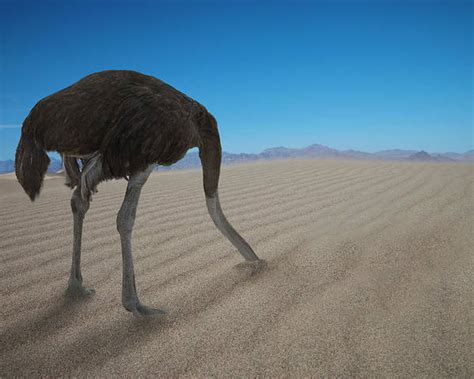 Ostrich With Head In Sand