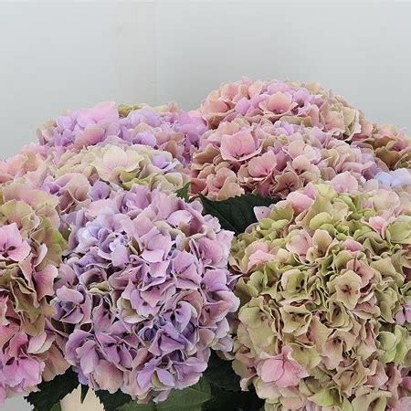 Hydrangea Royal Benefit Classic 60cm Wholesale Dutch Flowers